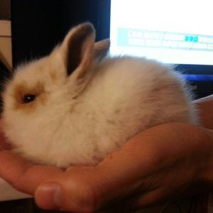 Meet your Posher, Pinky